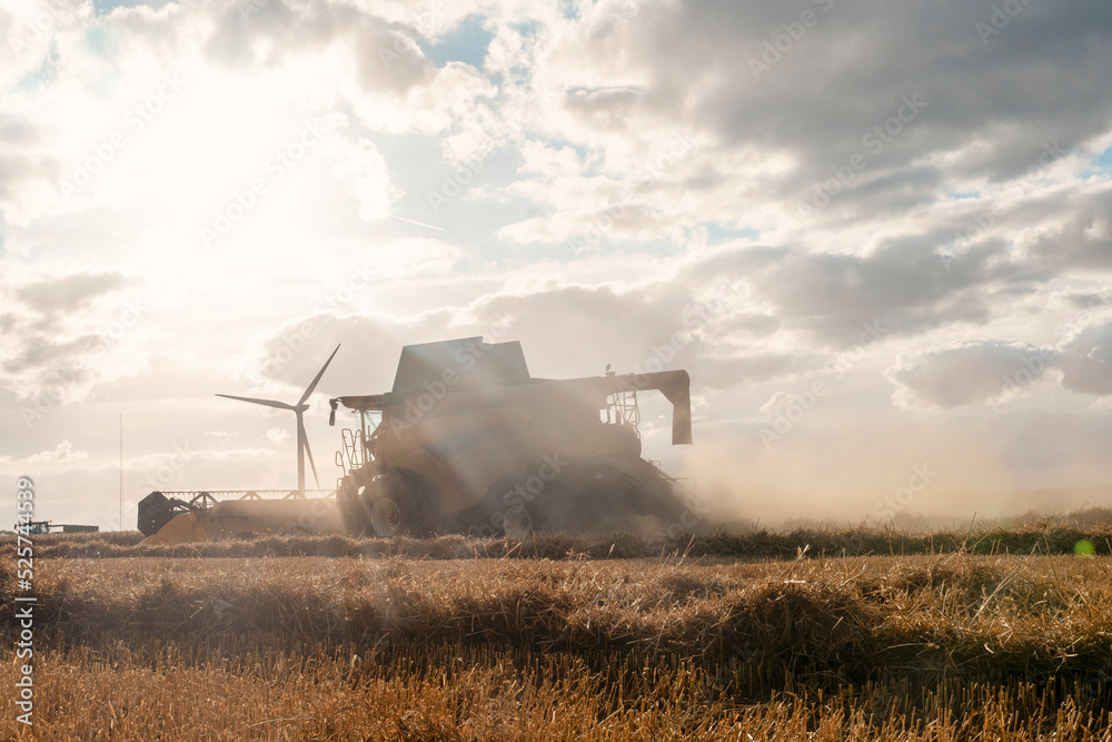Fototapeta premium Wheat harvesting in the summer season by a modern combine harvester. Farmers securing food supply and feeding the nation