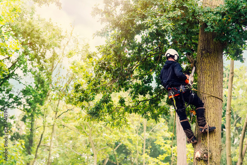 Arborist cutting down tree with petrol chainsaw