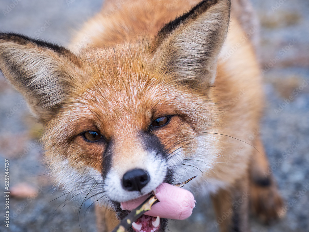 Obraz premium Close up of a red fox Vulpes vulpes, sitting on a path in the forest.