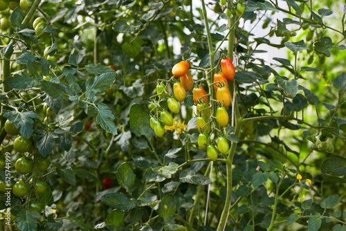 Bushes of green and ripe cherry tomatoes. Growing organic tomatoes in a home greenhouse. Healthy food. 