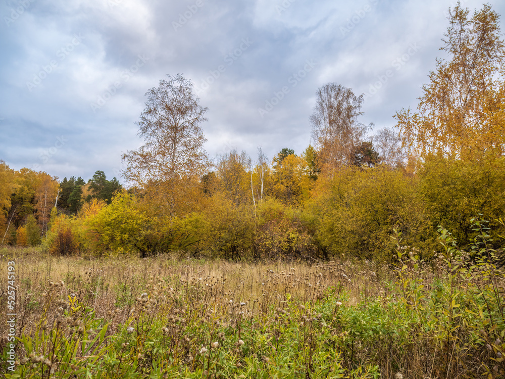 Trees with orange, green and yellow leaves in the autumn forest. Trees with orange, green and yellow leaves in the autumn forest.