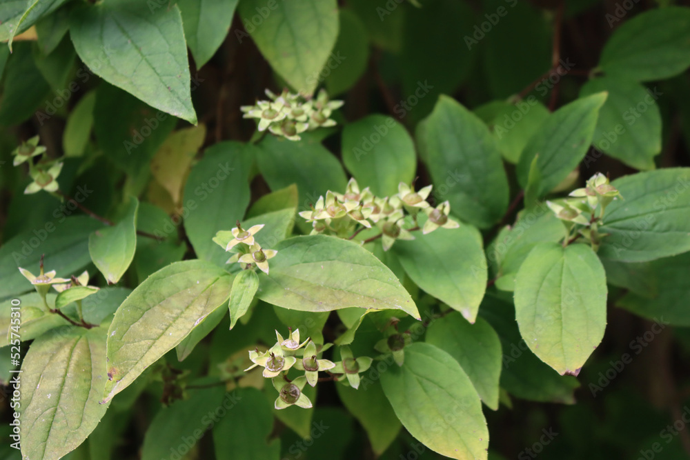 Fototapeta premium Close-up of Mock orange tree with green seeds on selective focus. Philadelphus tree on summer