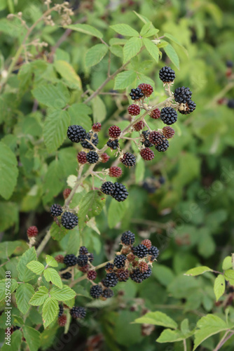 Ripe and unripe Blackberry fruits on branches. Rubus plant on late summer