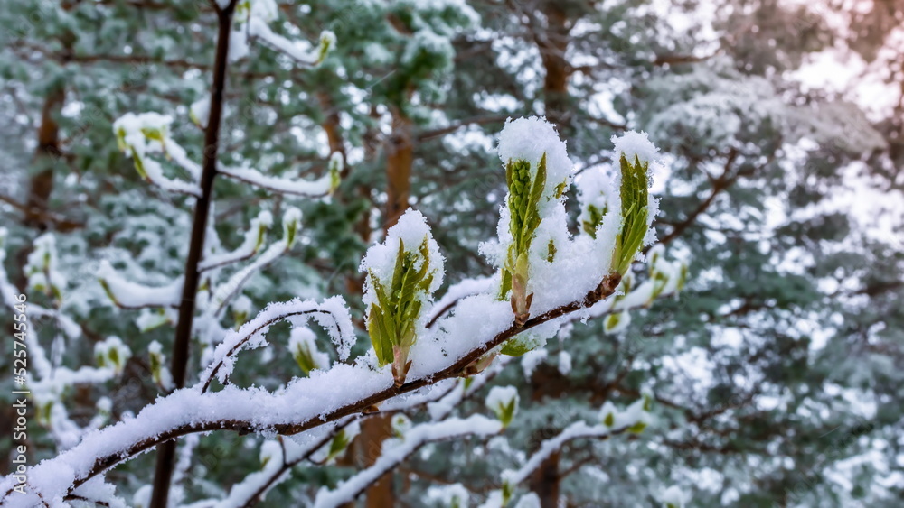 spring leaves willow under the snow spring leaves willow under the snow