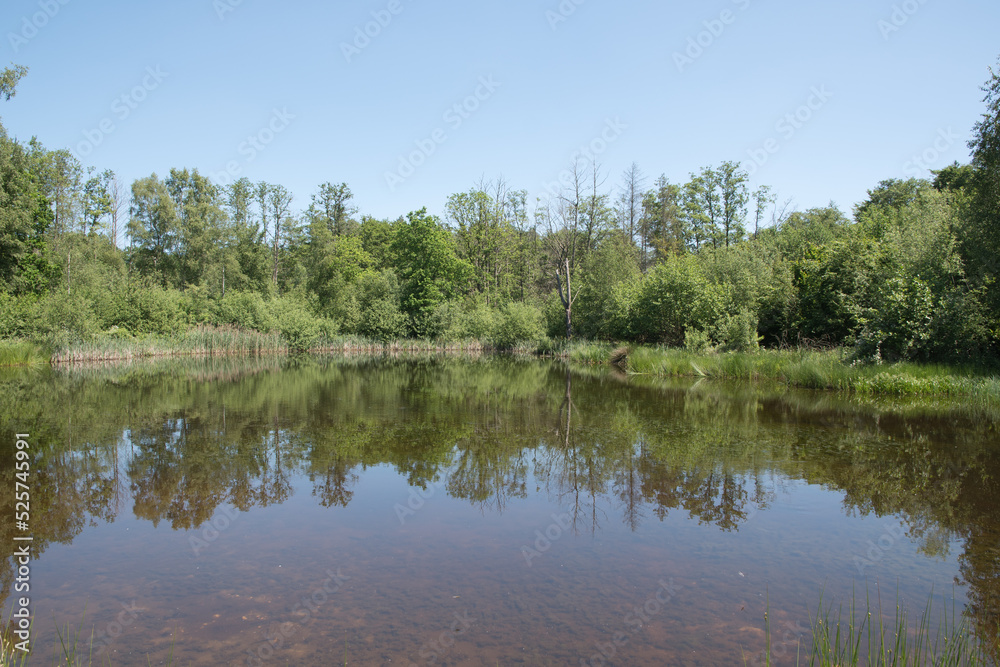 Mixed forest on the shore of a lake landscape,birch,spruce trees in mixed forest