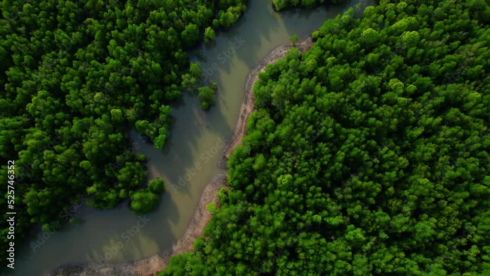 4K : Drone Flying over the mangrove forest at Phang Nga Bay in golden hour time. Samed Nang Chee popular tourist place in Phang Nga. Phang Nga, Thailand. Tropical forest concept. Cinematic shot.
4K : Drone Flying over the mangrove forest at Phang Nga Bay in golden hour time. Samed Nang Chee popular tourist place in Phang Nga. Phang Nga, Thailand. Tropical forest concept. Cinematic shot.