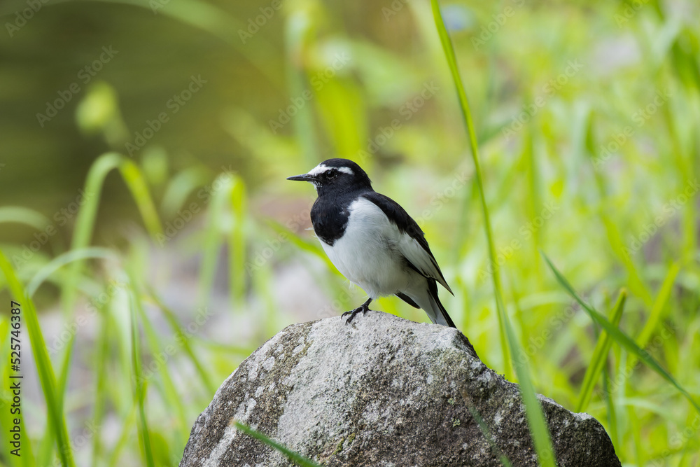 Obraz premium 安心して片足立ちするセグロセキレイ