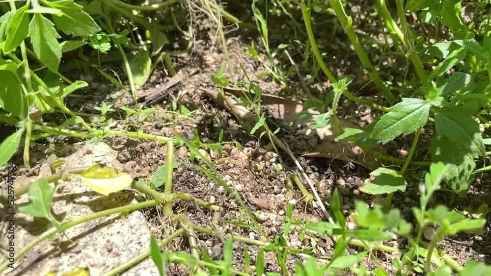Male hand pulling weeds plants from soil ground in backyard in slow motion. Plucking green grass on a sunny day Male hand pulling weeds plants from soil ground in backyard in slow motion. Plucking green grass on a sunny day