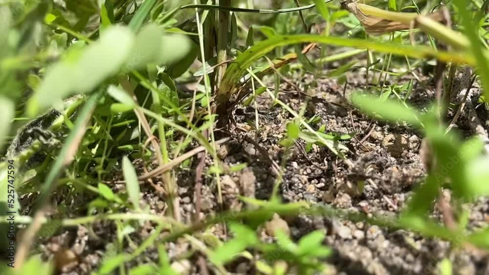 Pulling weeds grass from soil ground in backyard. Plucking green plants in slow motion - close up shot daytime Pulling weeds grass from soil ground in backyard. Plucking green plants in slow motion - close up shot daytime