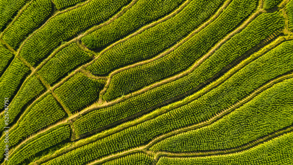 Aerial view of Rice terraces in Thailand Aerial view of Rice terraces in Thailand