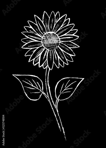On a black background  a white sunflower flower