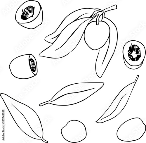 Olive branch and separate fruits sketch, fruits with leaves. Black outline on white background