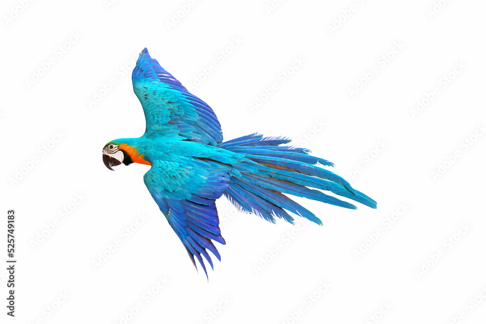 Obraz premium Colorful macaw parrot flying isolated on white.