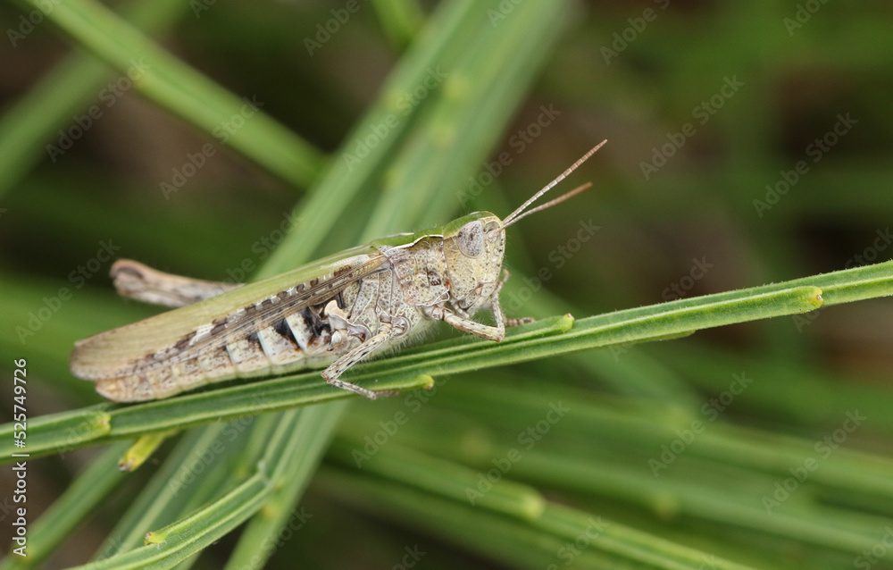 A Field Grasshopper, Chorthippus brunneus, resting on a plant growing along the coast. A Field Grasshopper, Chorthippus brunneus, resting on a plant growing along the coast.