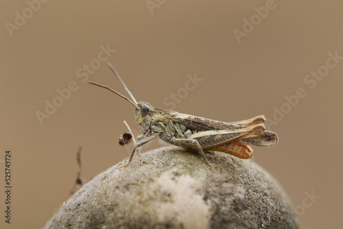 A Field Grasshopper, Chorthippus brunneus,  resting on a stone. photo