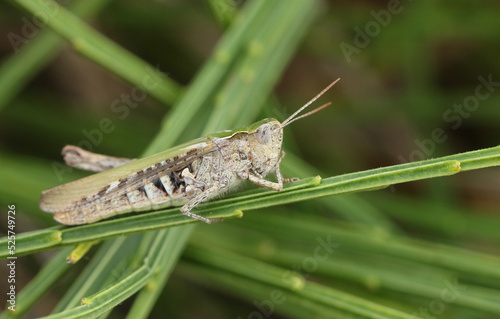 A Field Grasshopper, Chorthippus brunneus, resting on a plant growing along the coast.