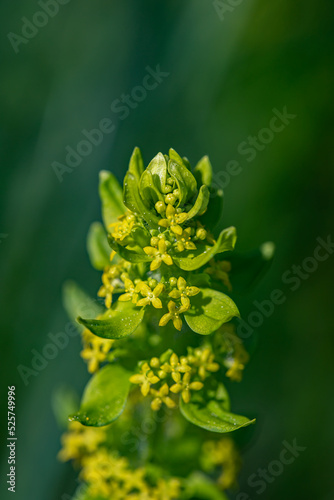 Cruciata laevipes flower in meadow, close up shoot	 photo