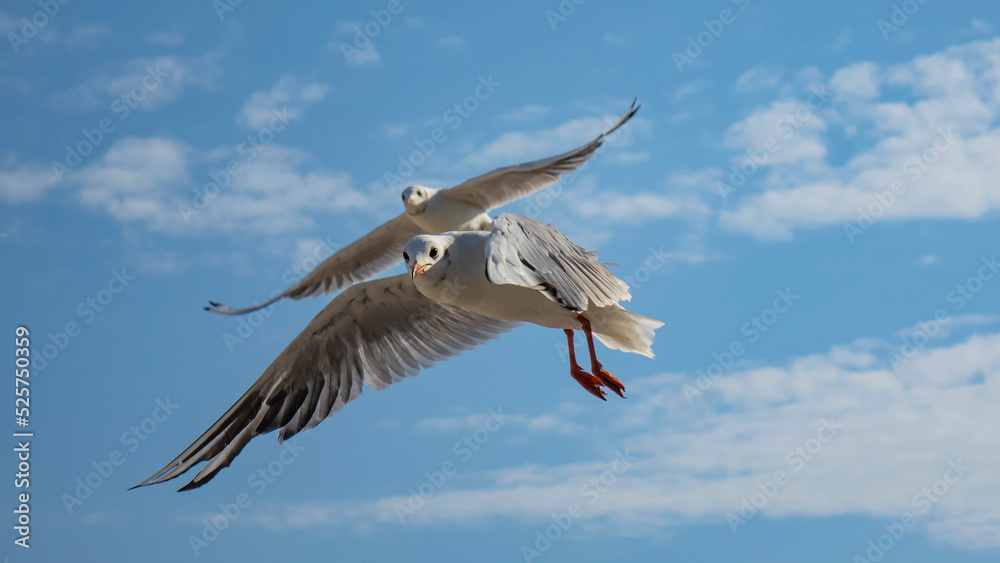 Fototapeta premium Seagulls. Sea.