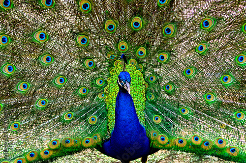 Indian peacock (Pavo) displaying his train