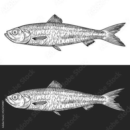 Atlantic herring fish vector line art illustration