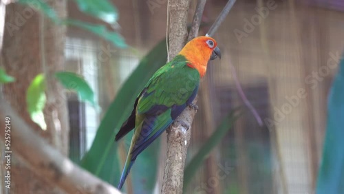 Beautiful jandaya conure parakeet, aratinga jandaya perching on the tree with vibrant and colorful appearance, stretching its wing in an enclosed environment at bird sanctuary wildlife park. photo