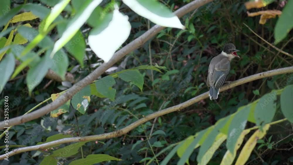 Hungry Azure-winged Magpie Bird (Cyanopica Cyanus) Fledgling Calling Mother while Sitting on a Tree Branch Hungry Azure-winged Magpie Bird (Cyanopica Cyanus) Fledgling Calling Mother while Sitting on a Tree Branch