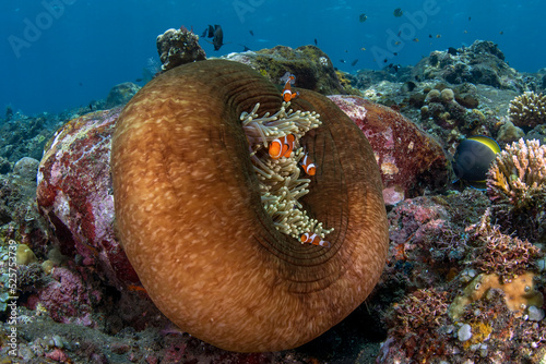 A family of False Clown Anemonfish (Western Clownfish) - Amphiprion ocellaris living in an anemone. Sea life of Tulamben, Bali, Indonesia. photo