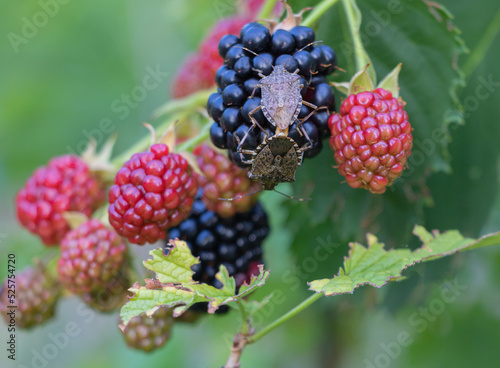 Brown marmorated stink bug Halyomorpha halys on a blackberry plantation close up photo