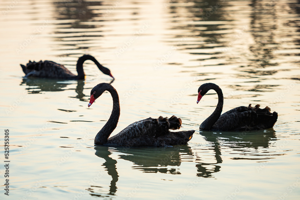 Fototapeta premium Black swans. three black swans float in the river