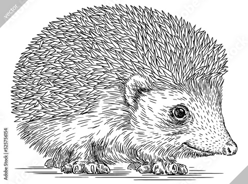 Vintage engrave isolated hedgehog set illustration cut ink sketch. Wild pet background line hedge vector art