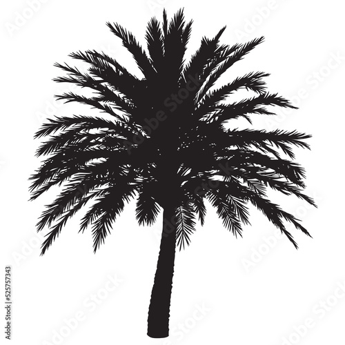 Palm tree black silhouette