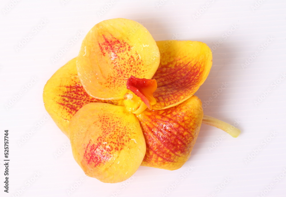 Red and orange orchids on white background