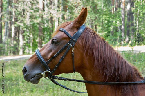The head of a brown horse against the backdrop of a green forest © Max