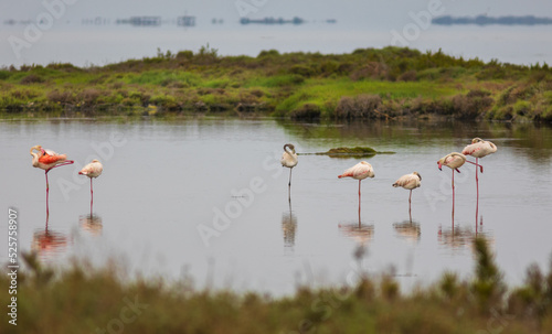 Group of 7 flamingos holding onto one of their legs. European Phoenicopterus in Spain