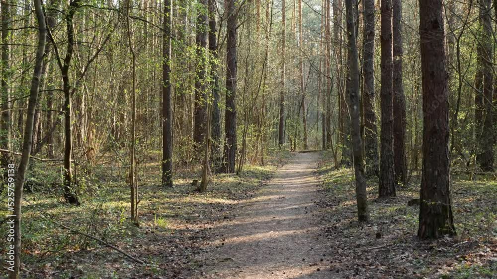 The forest trail in the early spring morning.4K gimbal shot. The forest trail in the early spring morning.4K gimbal shot.