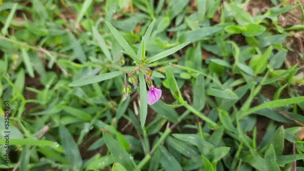 Hybanthus flower. It is a of flowering plants in the family Violaceae. Its other names which Pombalia Vand. Beautiful pink flowers.
Hybanthus flower. It is a of flowering plants in the family Violaceae. Its other names which Pombalia Vand. Beautiful pink flowers.