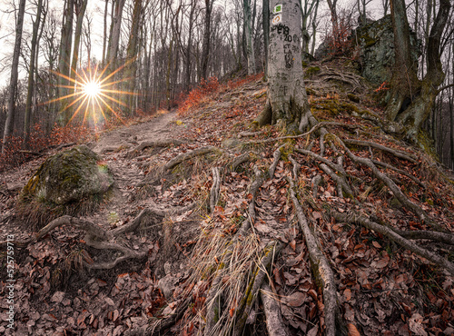 Pathway in the forest with ...