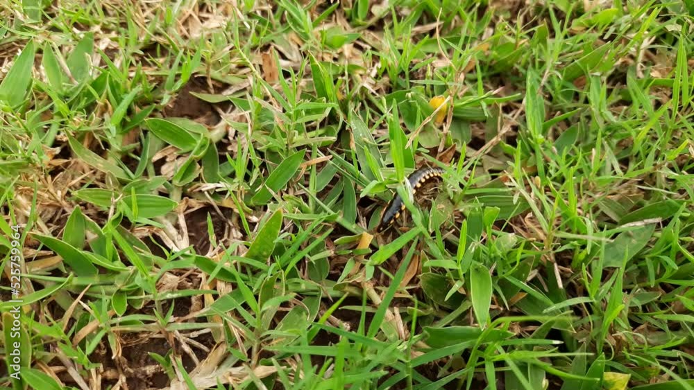Millipede walking in meadow. Black Millipedes. It is a spiral insect. It has many legs. These are known scientifically as the class Diplopoda. A rain insects. Millipede walking in meadow. Black Millipedes. It is a spiral insect. It has many legs. These are known scientifically as the class Diplopoda. A rain insects.