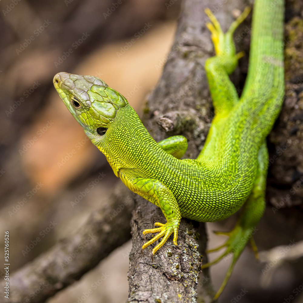 Green lizard in a tangle of branches