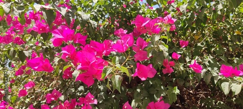 Wallpaper Mural pink flowers in the garden Torontodigital.ca