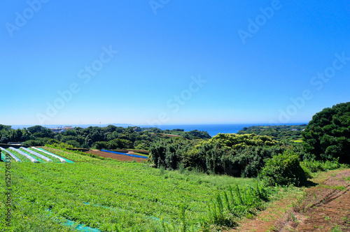 三浦半島・松輪地区の農耕地と東京湾【神奈川県三浦市】