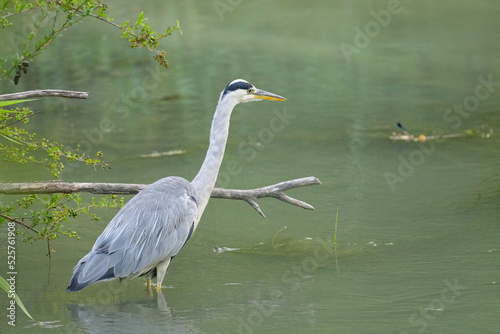 A Grey Heron fishing in a small river