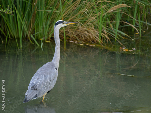 A Grey Heron fishing in a small river