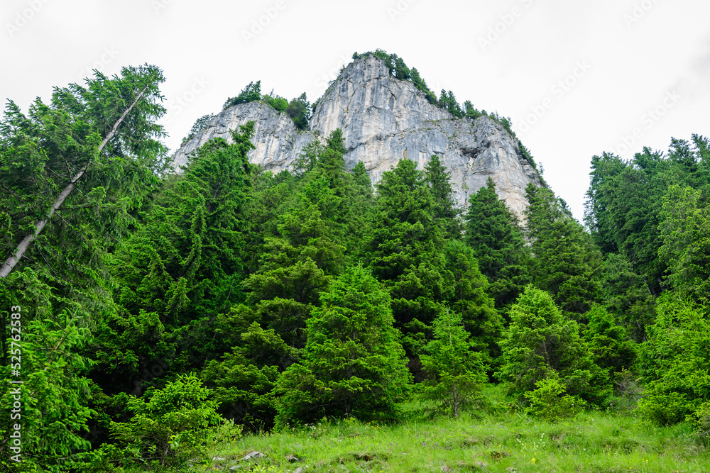 Fototapeta premium Scenic view from Zanoagei Gorges (Cheile Zanoagei) in the natural park from Bucegi Mountains (Muntii Bucegi) in Romania in a sunny summer day with white clouds.
