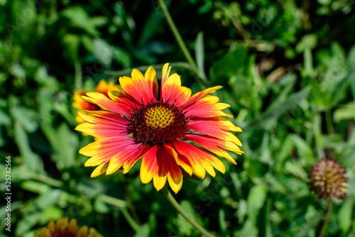 One vivid yellow and red Gaillardia flower  common known as blanket flower   and blurred green leaves in soft focus  in a garden in a sunny summer day  beautiful outdoor floral background.