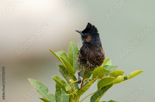 Canvas Print Red-vented bulbul (Pycnonotus cafer) photographed in Bhutan