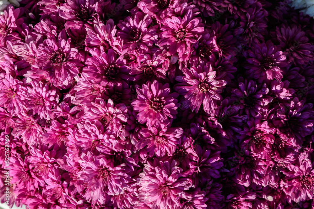 Many vivid pink Chrysanthemum x morifolium flowers in a garden in a sunny autumn day, beautiful colorful outdoor background photographed with soft focus.. Many vivid pink Chrysanthemum x morifolium flowers in a garden in a sunny autumn day, beautiful colorful outdoor background photographed with soft focus..