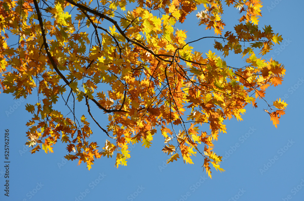 Different trees with green, yellow, orange and brown leaves towards clear blue sky in a garden during a sunny autumn day. Different trees with green, yellow, orange and brown leaves towards clear blue sky in a garden during a sunny autumn day.