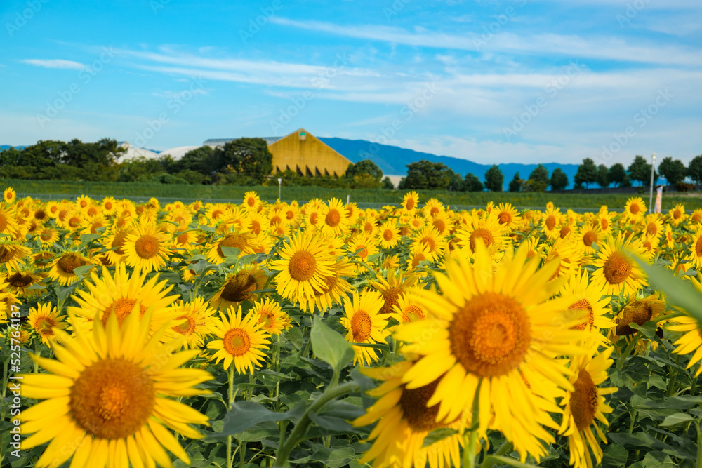 Obraz premium ひまわり畑 