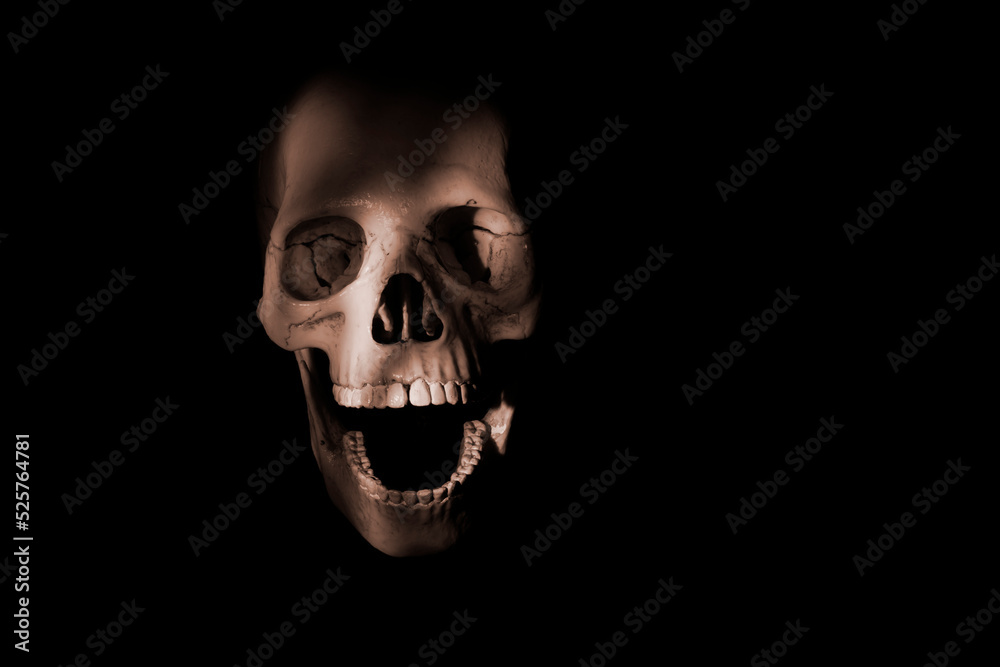 human skull in the shadow human skull in the shadow